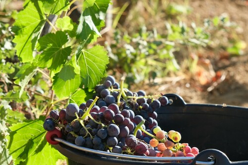 Clos des B