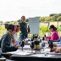 Atelier dégustation au coeur des vignes