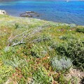 Chantier Nature : chasse aux Griffes de sorcière sur le Cap Taillat