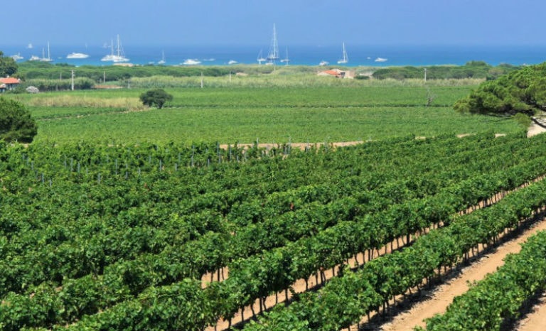 DA SAINT-TROPEZ A RAMATUELLE, I VIGNETI IN FESTA