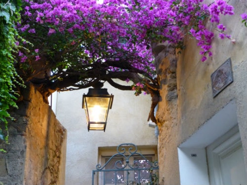 Bougainvilliers Bougainvilliers