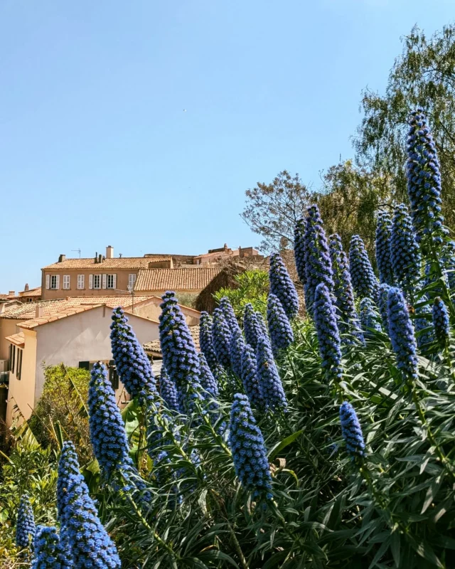 Le printemps 💜🪻 merveilleuse saison pour découvrir #ramatuelle ! 

Follow and tag #destinationramatuelle 
#naturephotograpy #sud #ilovegolfedesttropez #var #visiter #printemps #springtime #destinationramatuelle #villesetvillagesfleuris #landscape #visite #flowersphotography #fleur #levarlunique #pacatourisme #fierdusud #exploreworld #france_focus_on #visitfrance #exploreregionsud #francephoto #flowerinstagram #flower #flores🌸