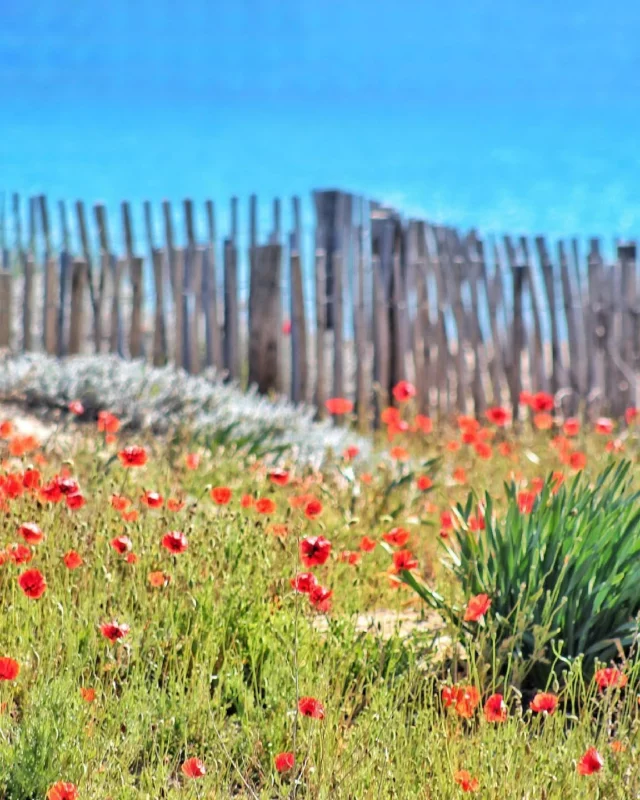 La saison des coquelicots fait son grand retour à #pampelonne ❤️ 😍

_📷 @jeremybeachboy 
_👉Follow & tag #destinationramatuelle
#ramatuelle #ramatuellebeach #pampelonnebeach #golfesttropez #levarlunique #coquelicot #coquelicots #plage #beach #spring #printemps #poppy #poppies #poppygram #flowers #flowerstagram #flower #flowersphotography #fleur #photography #nature #weekend #papavero #papavero_flowers #mohn